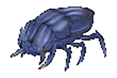 a baggy bug